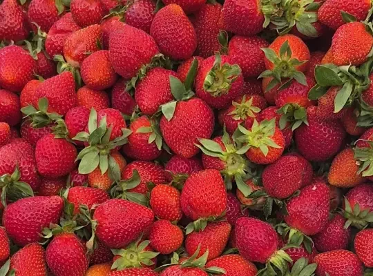 Letnie kulinarne podróże po krakowskich targowiskach