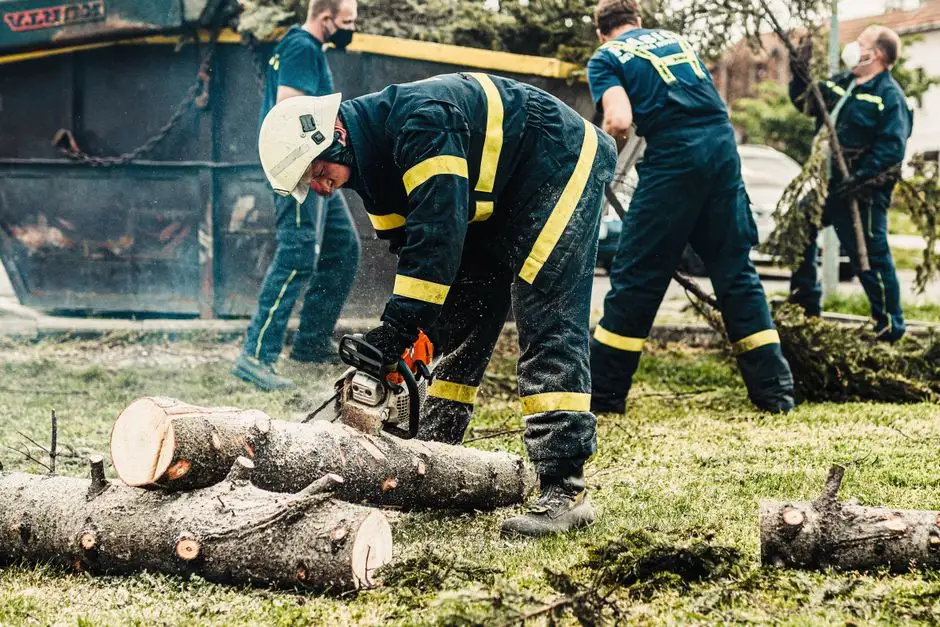 Gmina Zielonki walczy z barszczem Sosnowskiego – dotacja z WFOŚiGW