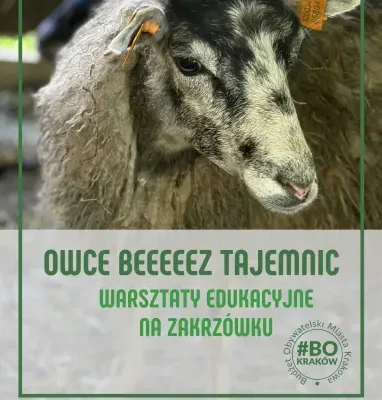 Warsztaty „Owce beeeeez tajemnic” – edukacja o wypasie na Zakrzówku