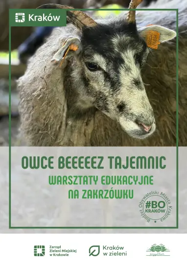Warsztaty o owcach na Zakrzówku – edukacja i ekologia w jednym
