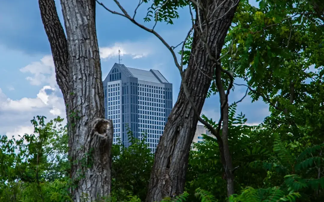 Kraków: Zezwolenie na wycinkę drzewa przy ul. Wielickiej 75 – warunkiem nasadzenie dwóch nowych