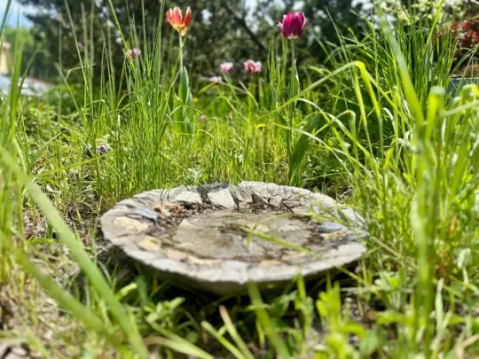Kraków: poidełka dla ptaków w parkach podczas upałów