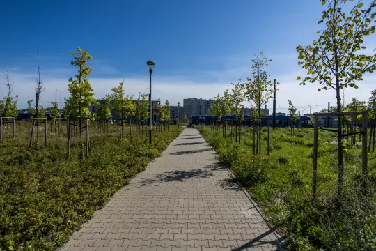 Kraków: radni chcą obowiązkowego wskaźnika nasadzeń drzew przy nowych inwestycjach