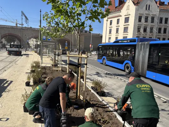 Zieleń zamiast pnączy przy Hali Targowej – nowe drzewa i krzewy na przystanku