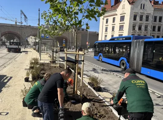 Zieleń zamiast pnączy przy Hali Targowej – nowe drzewa i krzewy na przystanku